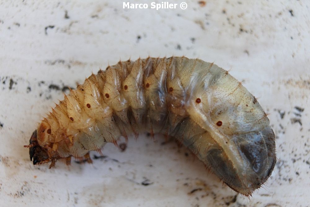 Larva di coleottero cetoniide